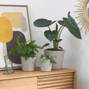 Low set de 3 maceteros gris_26245