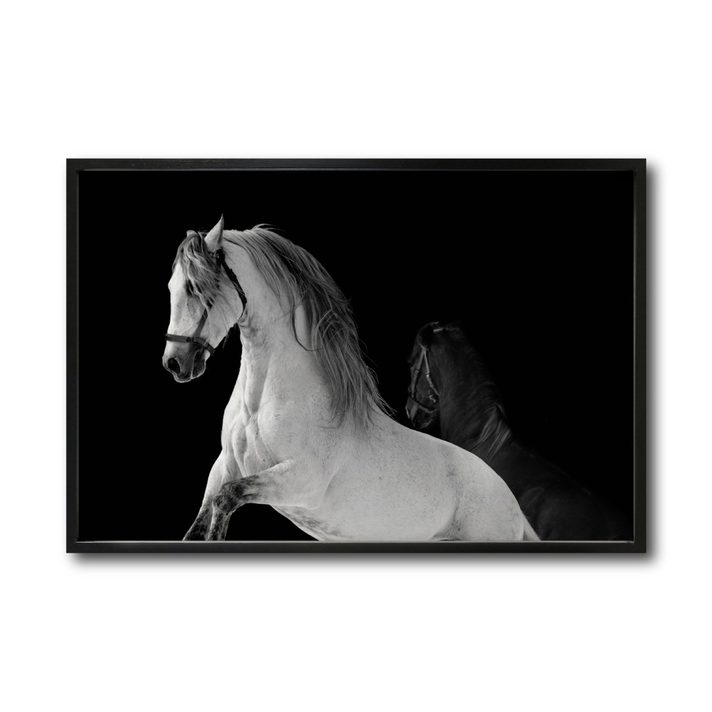 Caballo blanco cuadro decorativo codigo-002-MN // MP