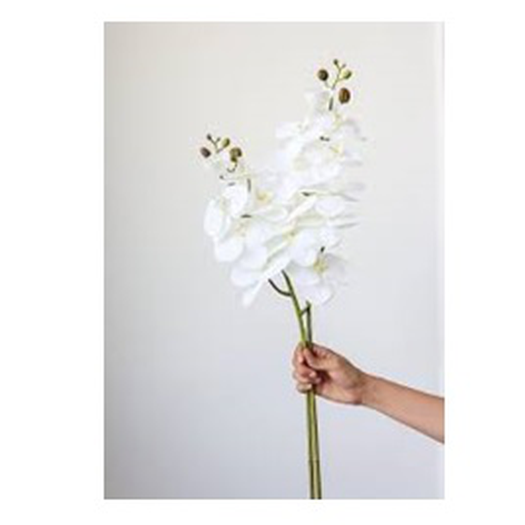 Orquidea blanca ar049wh // Pedido especial